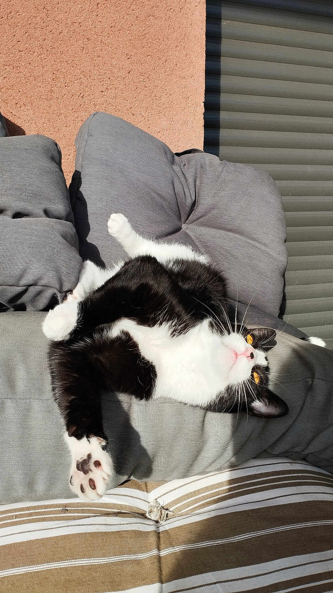 Hernandez a rejoint le concours — aidez-le/la à gagner de superbes lots ! cat, black_and_white, pet, animal, feline, relaxing, sunlight, cushion, gray, striped, paw, whiskers, indoor, cozy, resting, playful, comfortable, fur, yellow_eyes, upside_down