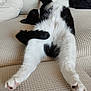 cat, black_and_white_cat, pet, animal, feline, relaxed, lying_down, couch, furniture, indoor, cozy, paws, fluffy, resting, sleeping, whiskers, tail, soft_texture, home, comfortable