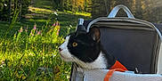 Hernandez participe au concours pour gagner de l'argent avec cette photo : cat, pet_carrier, meadow, wildflowers, trees, blue_sky, clouds, sunlight, outdoor, nature, greenery, black_and_white_cat, orange_strap, grass, flowers, mountains, forest, animal, daylight, scenic