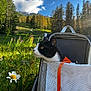 cat, pet_carrier, meadow, wildflowers, trees, blue_sky, clouds, sunlight, outdoor, nature, greenery, black_and_white_cat, orange_strap, grass, flowers, mountains, forest, animal, daylight, scenic