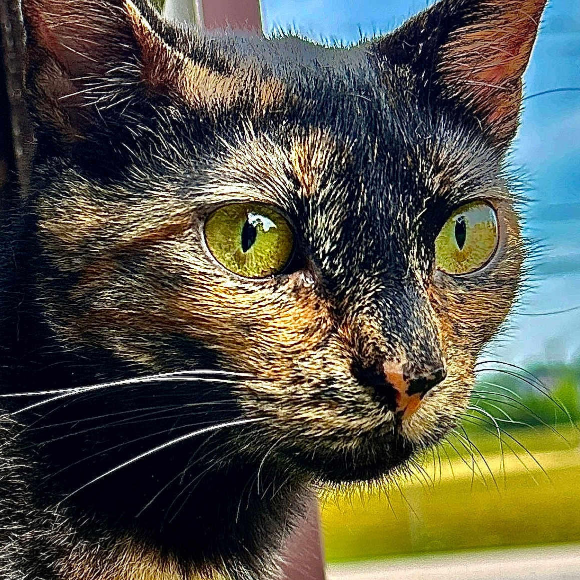 Sophia is registered to the contest to win money with this photo: abyssinian, angora, animal, bench, blackcat, brasssection, cat, egyptiancat, furniture, grass, horn, kitten, manx, musicalinstrument, pet, plant, snout