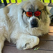 Kevin is registered to the contest to win money with this photo: dog, sunglasses, outdoor, deck, wood, fluffy, relaxed, pet, sunlight, greenery, leaf, paw, canine, summer, shade, resting, animal, cool, reflective, casual