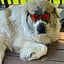 dog, sunglasses, outdoor, deck, wood, fluffy, relaxed, pet, sunlight, greenery, leaf, paw, canine, summer, shade, resting, animal, cool, reflective, casual