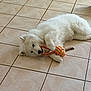 dog, samoyed, white_fur, tile_floor, indoor, pet, rope_toy, orange_toy, chew_toy, lying_down, playful, paws, face, nose, eyes, curled_up, home_interior, cute, fluffy, relaxed