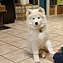 dog, samoyed, puppy, white_fur, pet, indoor, tiled_floor, collar, tag, sitting, looking_at_camera, child_hand, bookshelf, plant, plant_pot, basket, home_interior, tile, floor, cozy
