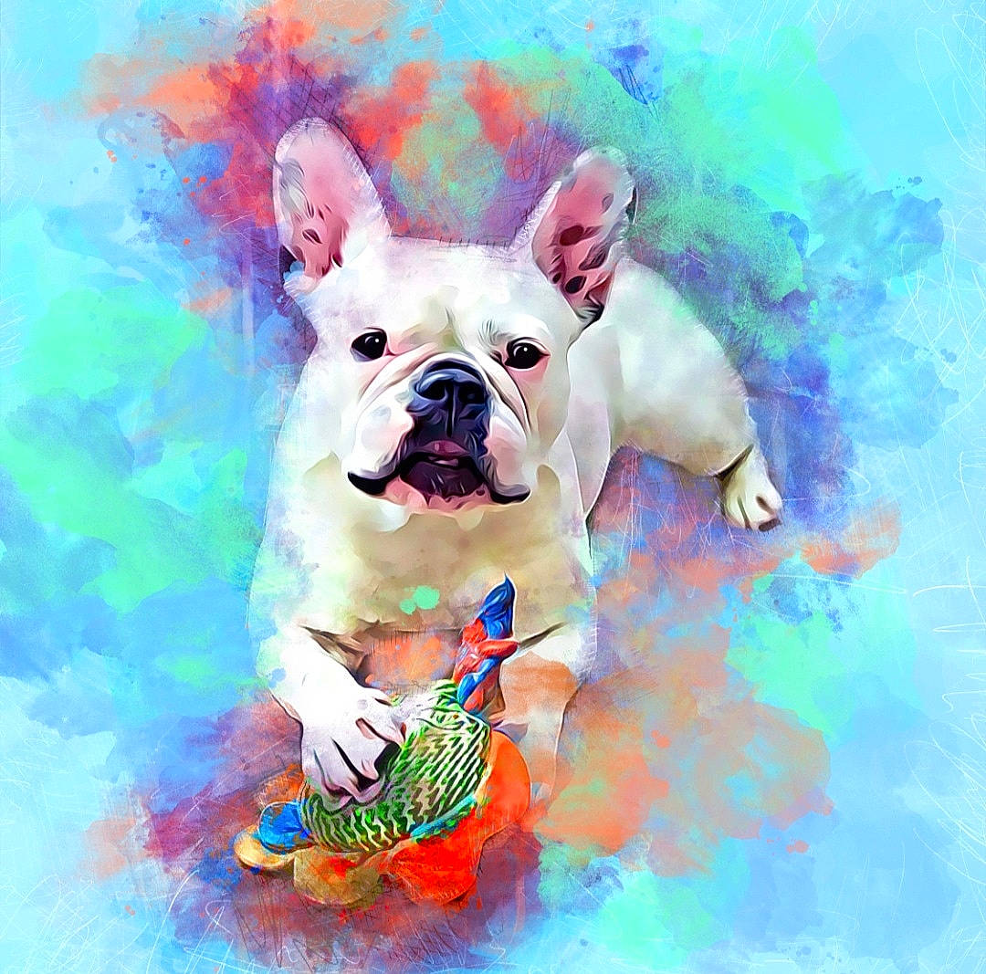 Bubbles is registered to the contest to win money with this photo: acrylic_paint, art, art_paint, artwork, canidae, carnivore, companion_dog, dog, dog_breed, dog_supply, drawing, graphics, illustration, non_sporting_group, paint, painting, snout, toy_dog, visual_arts, watercolor_paint