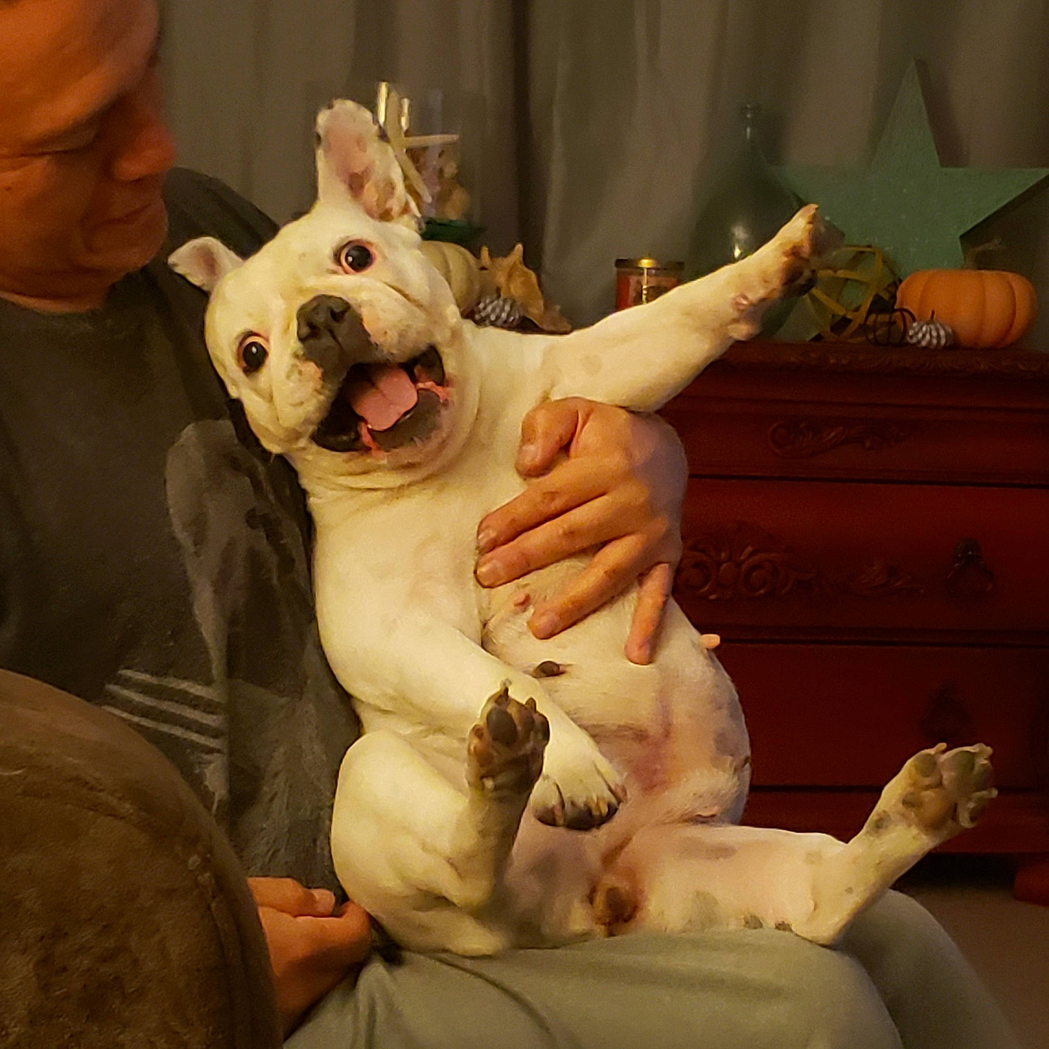 Bubbles joined the competition — help win amazing prizes! carnivore, fang, felidae, fictional_character, jaw, organ, paw, peterbald, sculpture, small_to_medium_sized_cats, snout, stomach, tail, tongue, tooth, vertebrate, whiskers