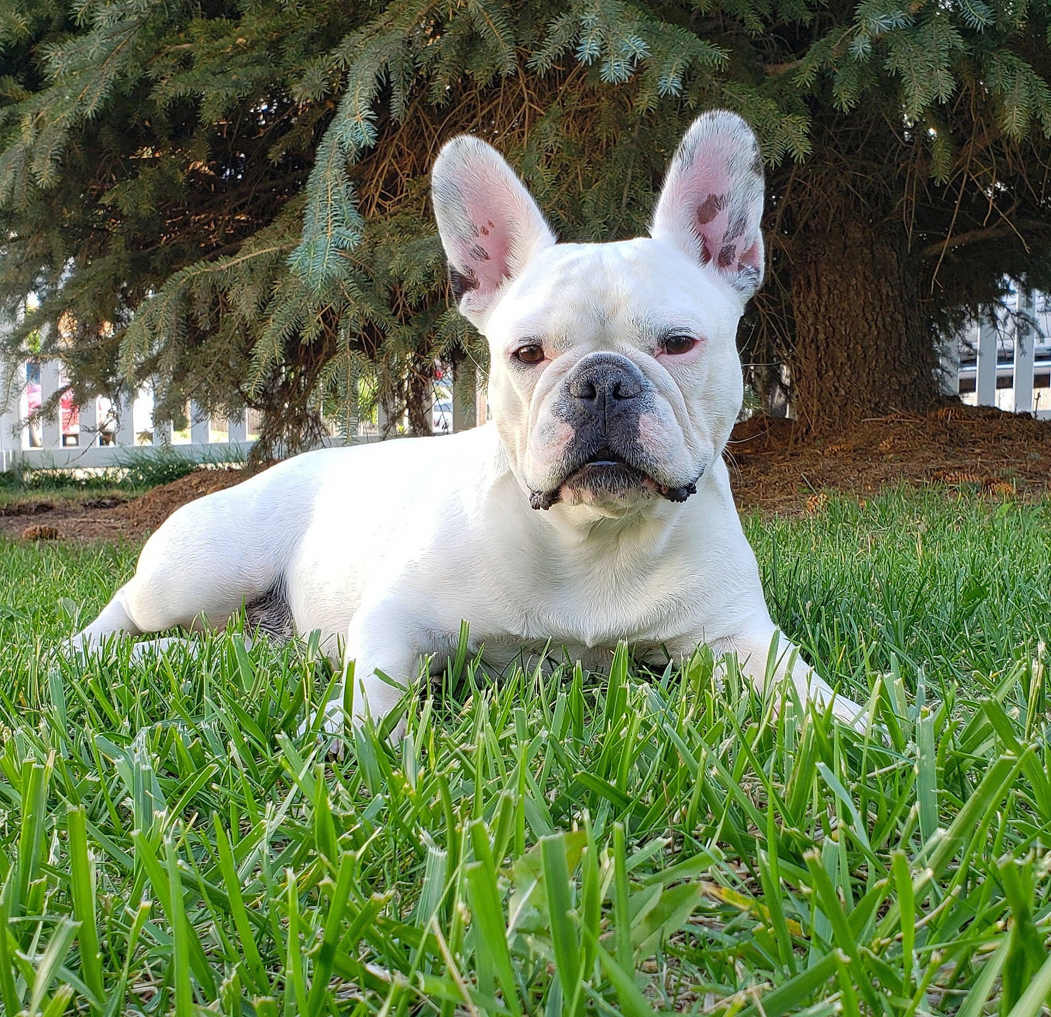 Bubbles is registered to the contest to win money with this photo: bulldog, canidae, carnivore, companion_dog, dog, dog_breed, fawn, french_bulldog, grass, grass_family, non_sporting_group, small_terrier, snout, stock_photography, terrier, toy_dog, working_animal
