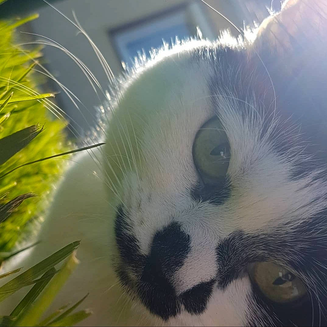 Fidjy participe au concours pour gagner de l'argent avec cette photo : canidae, carnivore, cat, close_up, cumulus, domestic_short_haired_cat, eye, felidae, fur, grass, paw, plant, small_to_medium_sized_cats, snout, tail, terrestrial_animal, tree, twig, whiskers, wildlife