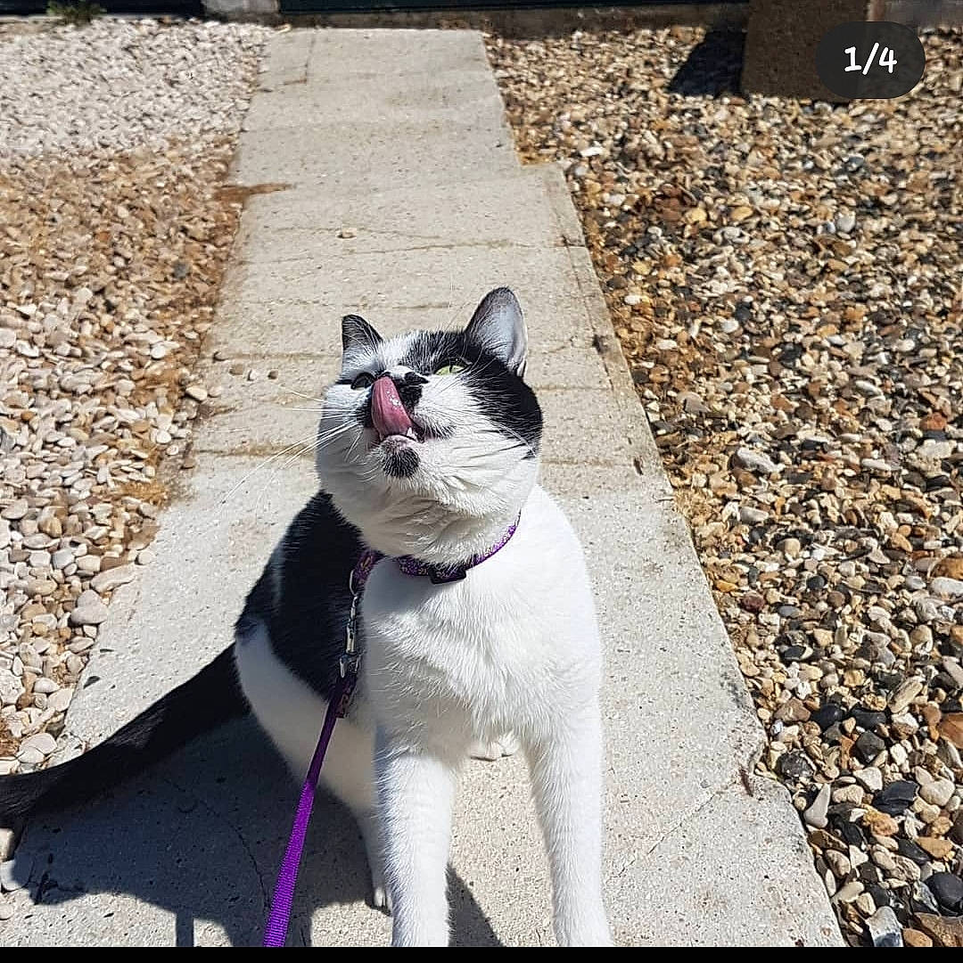 Fidjy a rejoint le concours — aidez-le/la à gagner de superbes lots ! asphalt, carnivore, cat, collar, dog_breed, domestic_short_haired_cat, eye, fashion_accessory, felidae, grass, grey, leash, line, paw, road, road_surface, small_to_medium_sized_cats, snout, tail, whiskers