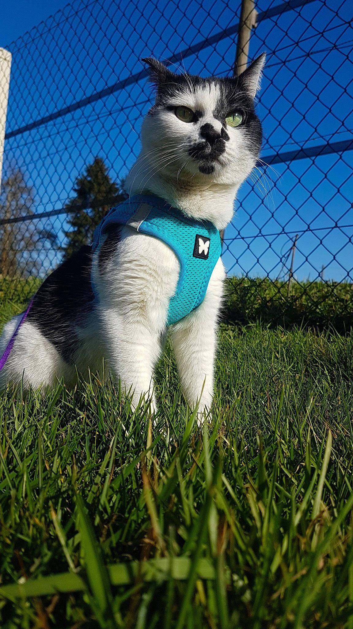 Fidjy a rejoint le concours — aidez-le/la à gagner de superbes lots ! art, carnivore, cat, electric_blue, eye, fawn, felidae, fence, grass, grass_family, lawn, mesh, plant, sky, small_to_medium_sized_cats, snout, tail, terrestrial_animal, tree, whiskers