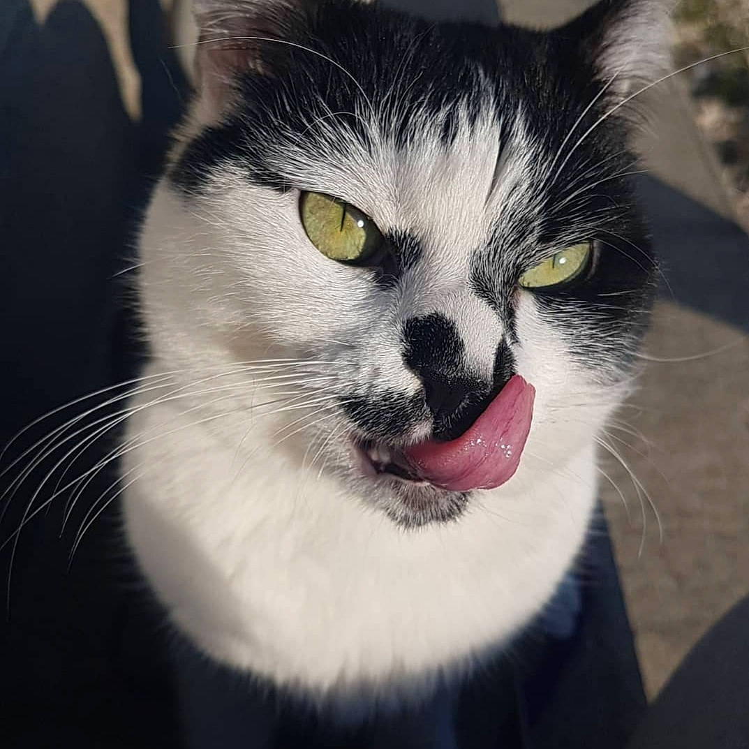 Fidjy participe au concours pour gagner de l'argent avec cette photo : carnivore, cat, collar, domestic_short_haired_cat, door, eye, felidae, fur, paw, small_to_medium_sized_cats, snout, terrestrial_animal, whiskers, window