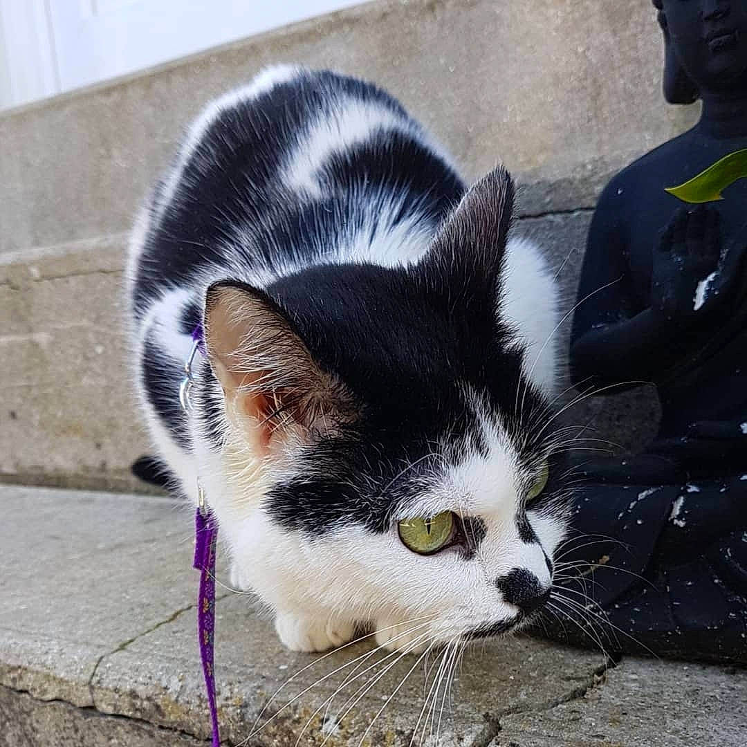 Fidjy a rejoint le concours — aidez-le/la à gagner de superbes lots ! asphalt, carnivore, cat, comfort, domestic_short_haired_cat, eye, felidae, foot, fur, grass, grey, paw, road_surface, sitting, small_to_medium_sized_cats, snout, tail, whiskers, window