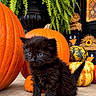 kitten, black_cat, cat, animal, pet, fur, blue_eyes, sitting, autumn, halloween, pumpkin, gourds, fall_decor, fern, plant, outdoor, porch, portrait, cute, seasonal
