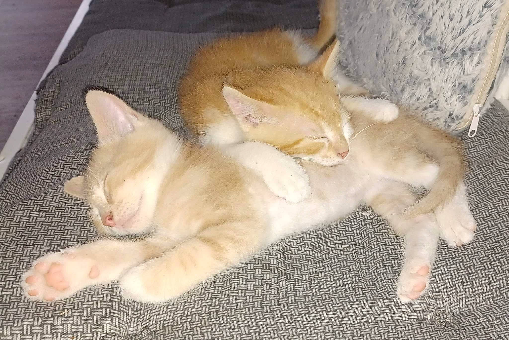 Malabar a rejoint le concours — aidez-le/la à gagner de superbes lots ! carnivore, cat, claw, comfort, dog_breed, domestic_short_haired_cat, fawn, felidae, fur, nap, paw, sleep, small_to_medium_sized_cats, snout, tail, whiskers