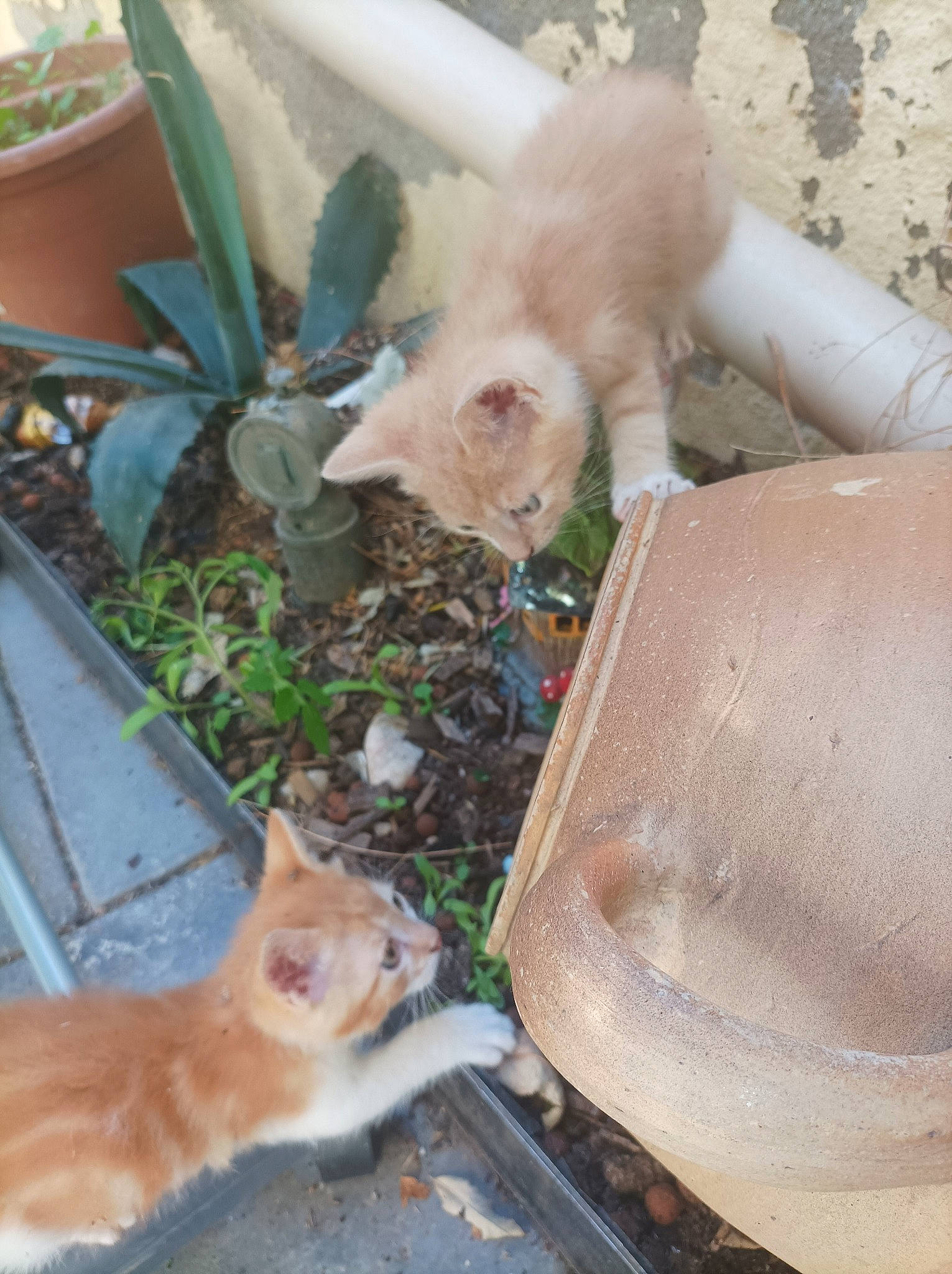 Malabar participe au concours pour gagner de l'argent avec cette photo : animal_shelter, canidae, carnivore, cat, chair, claw, domestic_short_haired_cat, fawn, felidae, flowerpot, fur, grass, houseplant, paw, plant, small_to_medium_sized_cats, snout, tail, whiskers, wood