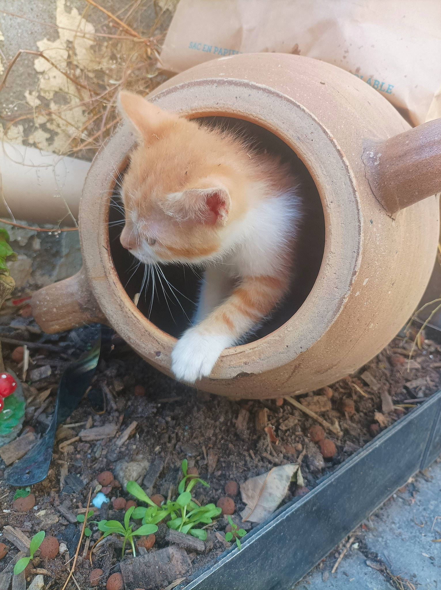 Malabar participe au concours pour gagner de l'argent avec cette photo : asphalt, automotive_tire, automotive_wheel_system, carnivore, cat, domestic_short_haired_cat, fawn, felidae, fur, grass, human_leg, plant, road_surface, small_to_medium_sized_cats, snout, soil, tail, tree, whiskers, wood