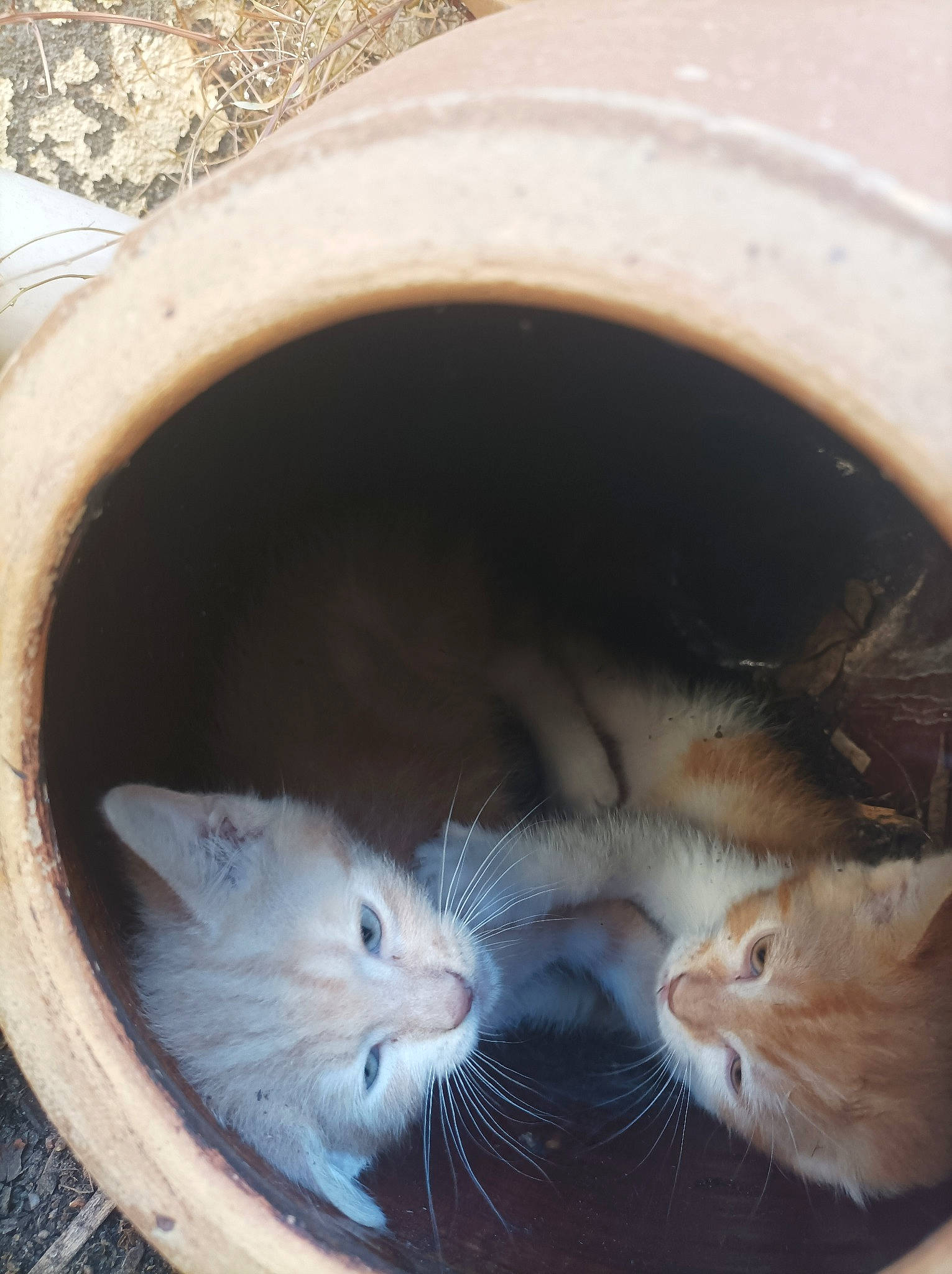 Malabar a rejoint le concours — aidez-le/la à gagner de superbes lots ! carnivore, cat, cat_supply, domestic_short_haired_cat, fawn, felidae, fur, iris, paw, small_to_medium_sized_cats, snout, tail, whiskers, window, wood