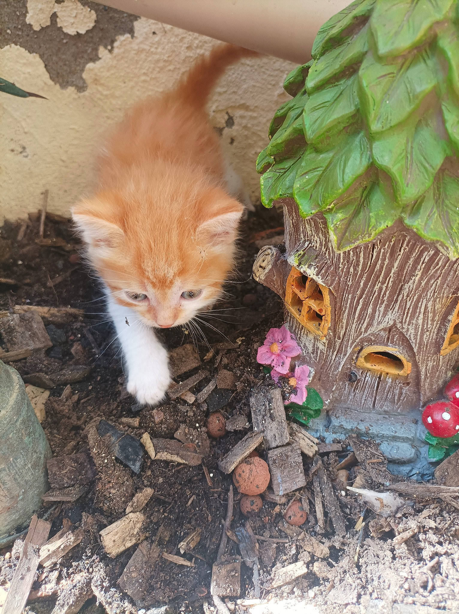 Tagada a rejoint le concours — aidez-le/la à gagner de superbes lots ! brown, carnivore, cat, claw, domestic_short_haired_cat, fawn, felidae, fur, grass, lawn_ornament, leaf, mammal, organism, plant, pollinator, small_to_medium_sized_cats, tail, toy, whiskers, wood