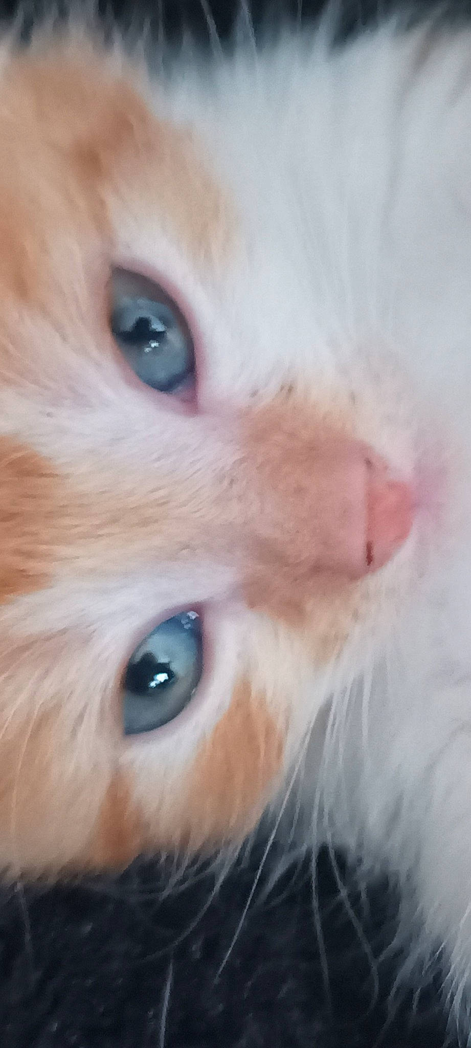 Tagada participe au concours pour gagner de l'argent avec cette photo : carnivore, cat, close_up, curious, domestic_short_haired_cat, ear, eyelash, fawn, felidae, fur, head, human_body, nose, small_to_medium_sized_cats, snout, whiskers