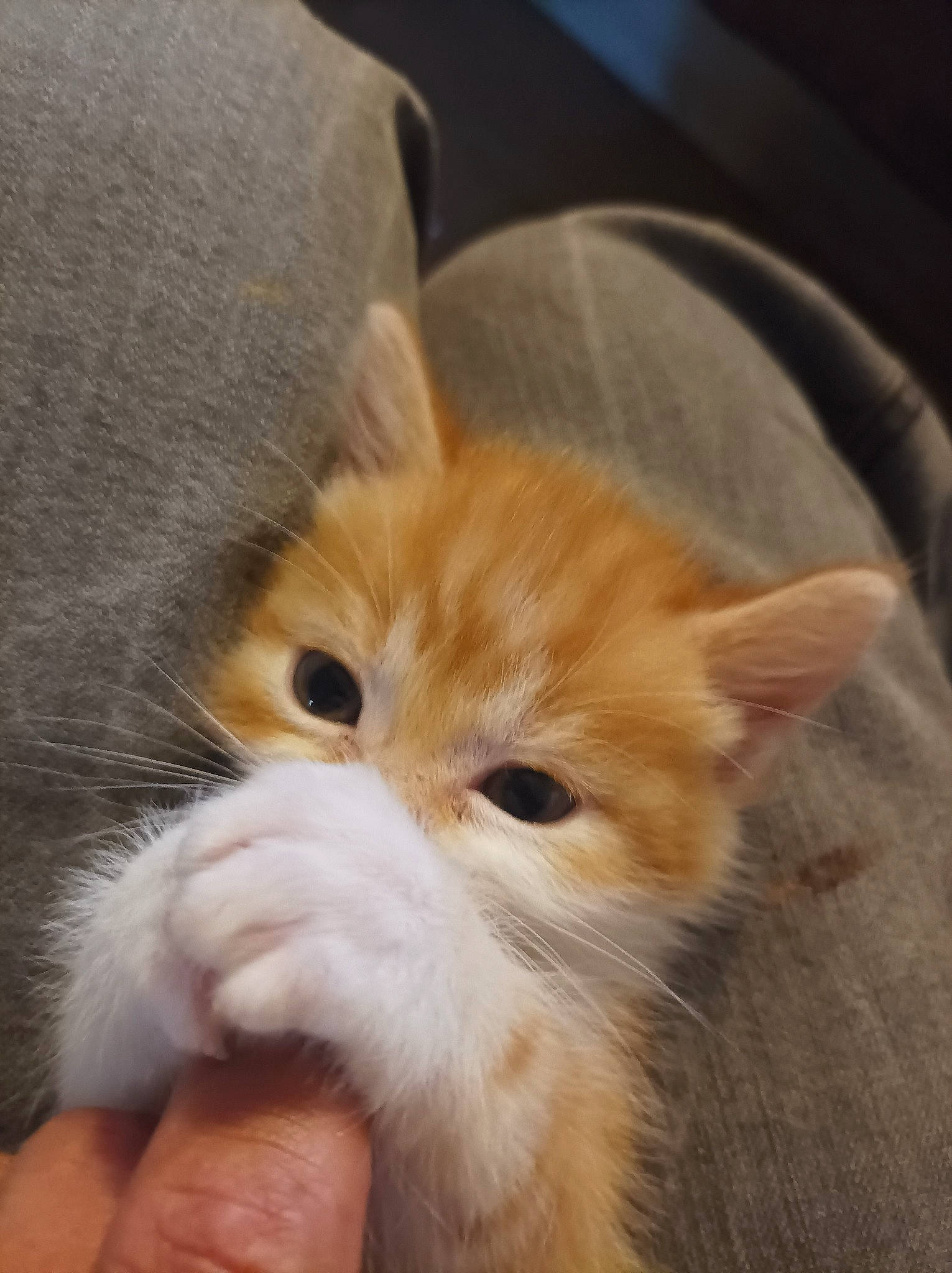 Tagada a rejoint le concours — aidez-le/la à gagner de superbes lots ! carnivore, cat, claw, comfort, companion_dog, domestic_short_haired_cat, ear, fawn, felidae, fur, nail, paw, small_to_medium_sized_cats, tail, terrestrial_animal, thumb, whiskers, wood