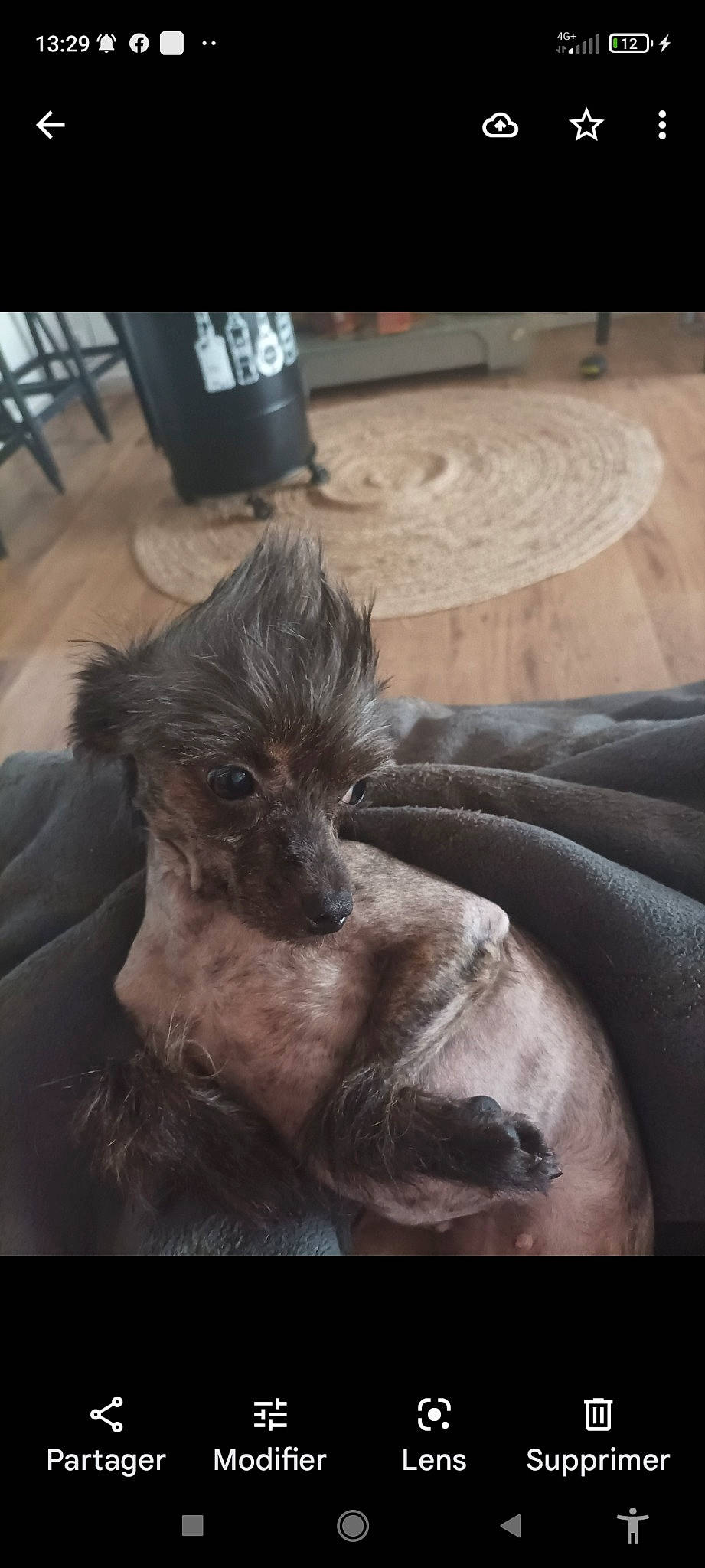 Talia a rejoint le concours — aidez-le/la à gagner de superbes lots ! canidae, carnivore, comfort, companion_dog, dog, dog_breed, fawn, flooring, fur, hardwood, liver, small_terrier, snout, sporting_group, terrier, toy_dog, whiskers, wood, working_animal, working_terrier