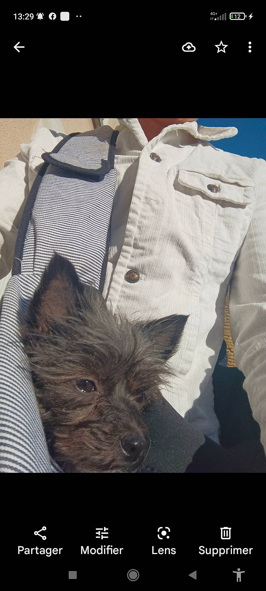 Talia a rejoint le concours — aidez-le/la à gagner de superbes lots ! canidae, carnivore, collar, companion_dog, dog, dog_breed, fashion_design, fur, grey, non_sporting_group, pattern, sleeve, sporting_group, t_shirt, terrestrial_animal, top, whiskers