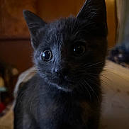 Stella joined the competition — help win amazing prizes! kitten, cat, black_cat, pet, animal, close_up, whiskers, ears, eyes, fur, indoor, curious, young, portrait, cute, feline, mammal, domestic_animal, soft_light, background_blur