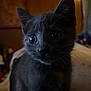 kitten, cat, black_cat, pet, animal, close_up, whiskers, ears, eyes, fur, indoor, curious, young, portrait, cute, feline, mammal, domestic_animal, soft_light, background_blur