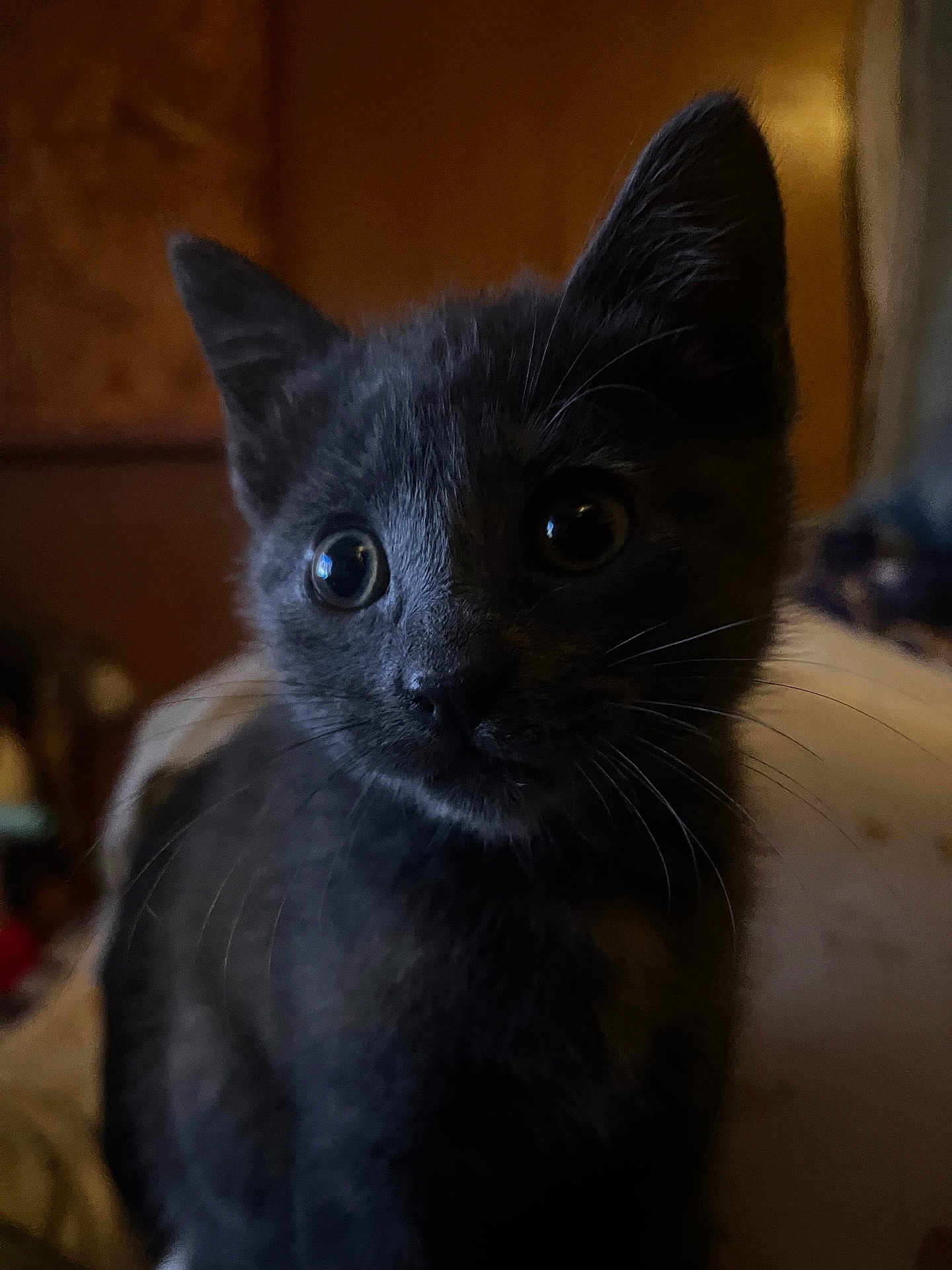 Stella joined the competition — help win amazing prizes! kitten, cat, black_cat, pet, animal, close_up, whiskers, ears, eyes, fur, indoor, curious, young, portrait, cute, feline, mammal, domestic_animal, soft_light, background_blur