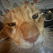 Paw Paw is registered to the contest to win money with this photo: cat, orange_tabby, close_up, whiskers, nose, floor, water_bowl, wallpaper, pumpkin_pattern, indoor, curious, pet, animal, feline, blurred, dim_light, home, floor_tile, close_range, cat_face