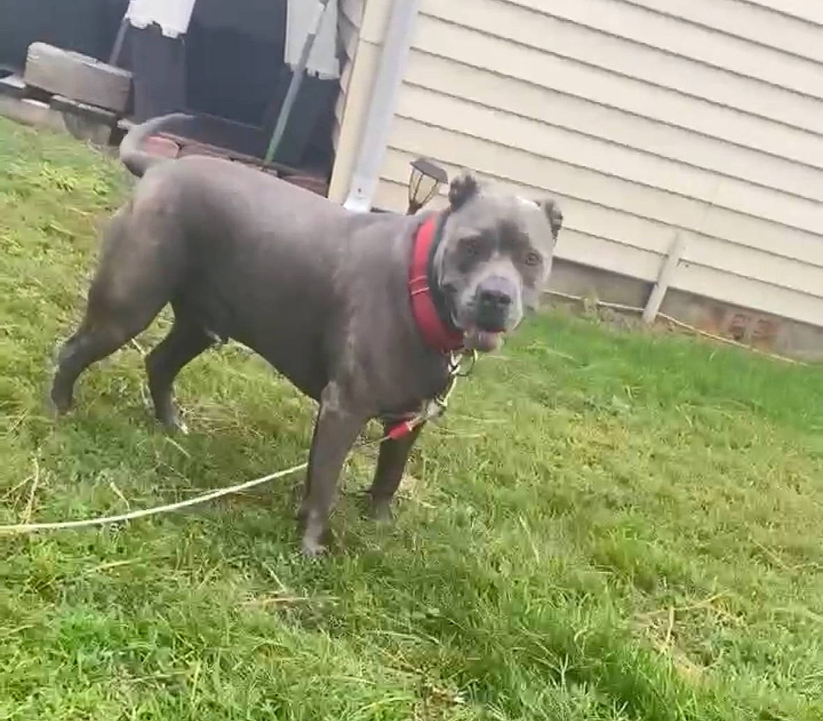 Rosco is registered to the contest to win money with this photo: carnivore, chinese_crested_dog, collar, companion_dog, dog, dog_breed, dog_collar, dog_supply, fawn, grass, guard_dog, leash, mexican_hairless_dog, pet_supply, plant, sporting_group, tail, working_animal, working_dog, yard