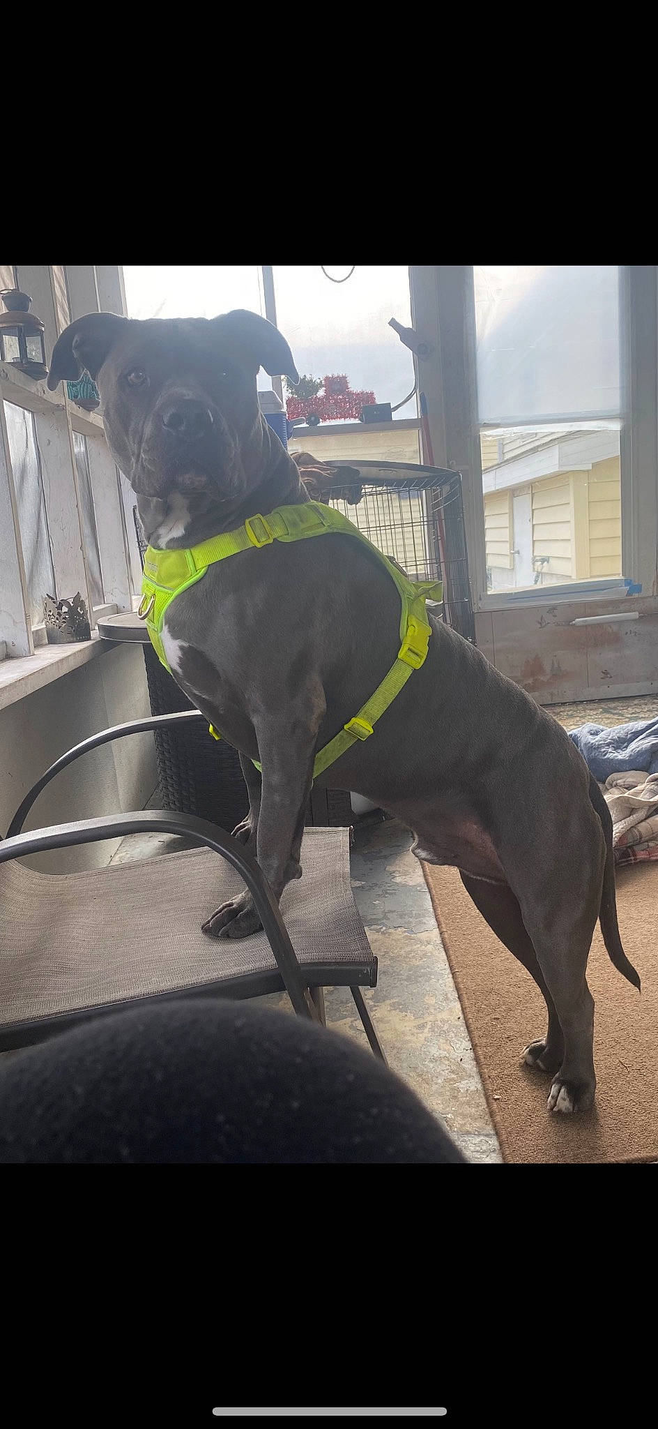 Rosco is registered to the contest to win money with this photo: borador, canidae, carnivore, collar, companion_dog, dog, dog_breed, dog_collar, dog_supply, fawn, guard_dog, gun_dog, liver, personal_protective_equipment, pet_supply, snout, sporting_group, tail, window, working_animal