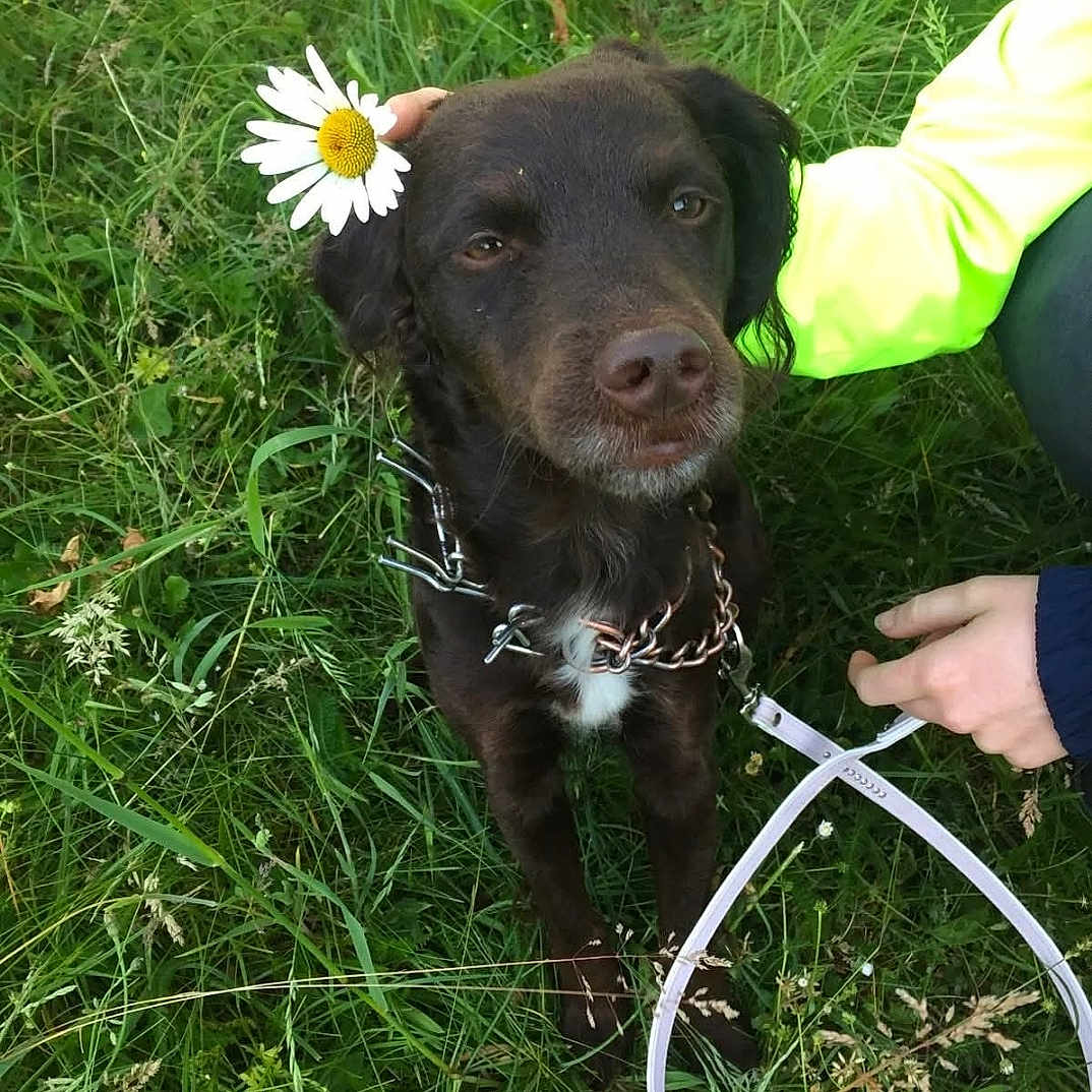 Chipie a rejoint le concours — aidez-le/la à gagner de superbes lots ! animal, brown_dog, closeup, collar, cute, daisy, dog, flower, fur, grass, greenery, hand, leash, nature, outdoor, park, person, pet, sitting, spring