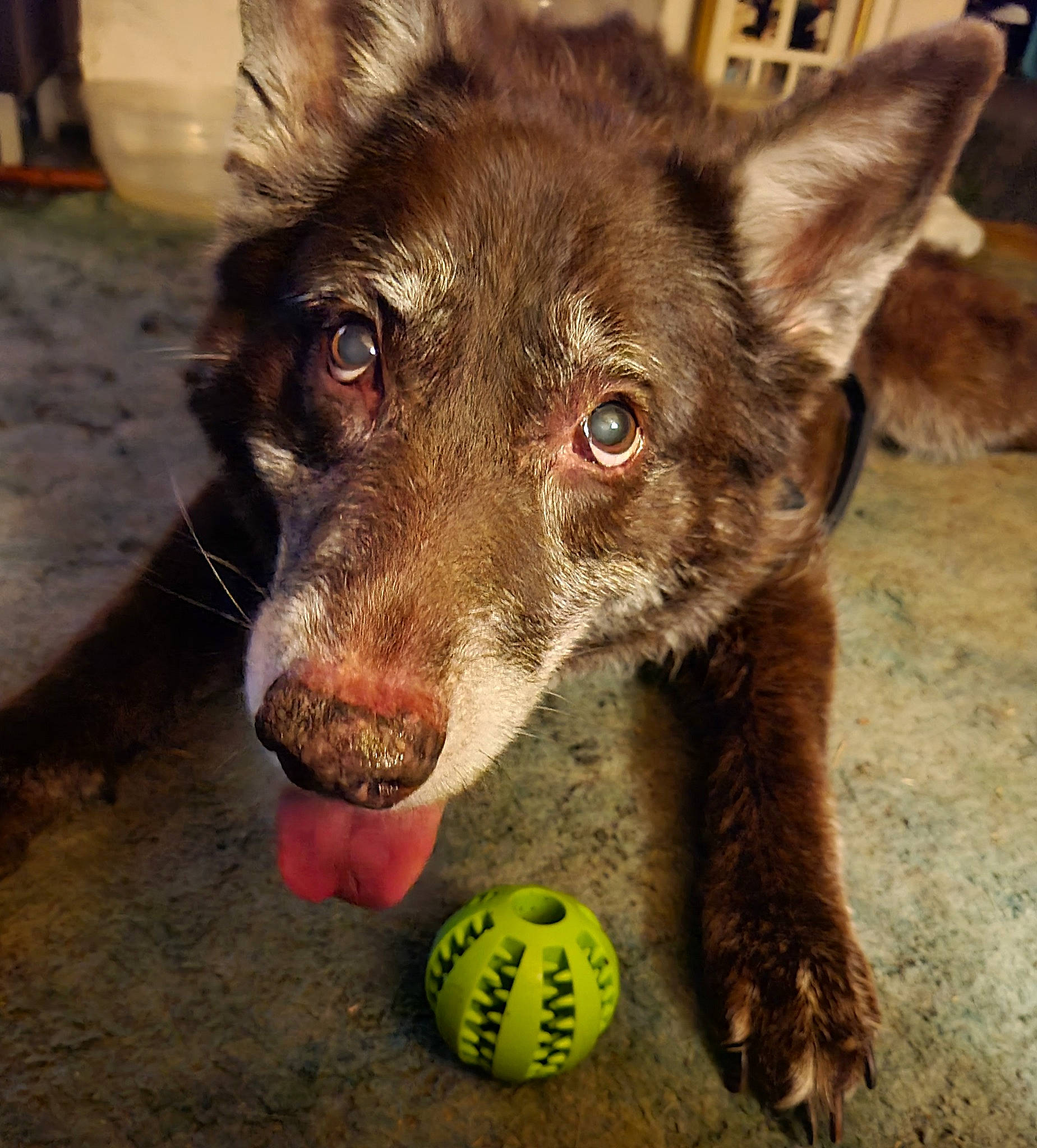 Angel joined the competition — help win amazing prizes! ball, canidae, canis, carnivore, companion_dog, dog, dog_breed, fawn, fur, herding_dog, liver, paw, snout, sporting_group, sports_equipment, sports_toy, tennis_ball, tennis_equipment, whiskers, working_animal