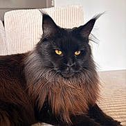 Ellie a rejoint le concours — aidez-le/la à gagner de superbes lots ! cat, feline, maine_coon, long_hair, amber_eyes, whiskers, ear_tufts, portrait, close_up, indoor, sofa, furniture, pet, domestic_animal, relaxed, staring, brown_fur, black_fur, fluffy, paws