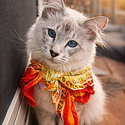 Lucian is registered to the contest to win money with this photo: cat, blue_eyes, bandana, white_fur, fluffy, pet, animal, portrait, close_up, indoor, wooden_floor, screen_door, sunlight, orange, yellow, cute, feline, whiskers, ears, sitting