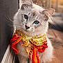 cat, blue_eyes, bandana, white_fur, fluffy, pet, animal, portrait, close_up, indoor, wooden_floor, screen_door, sunlight, orange, yellow, cute, feline, whiskers, ears, sitting
