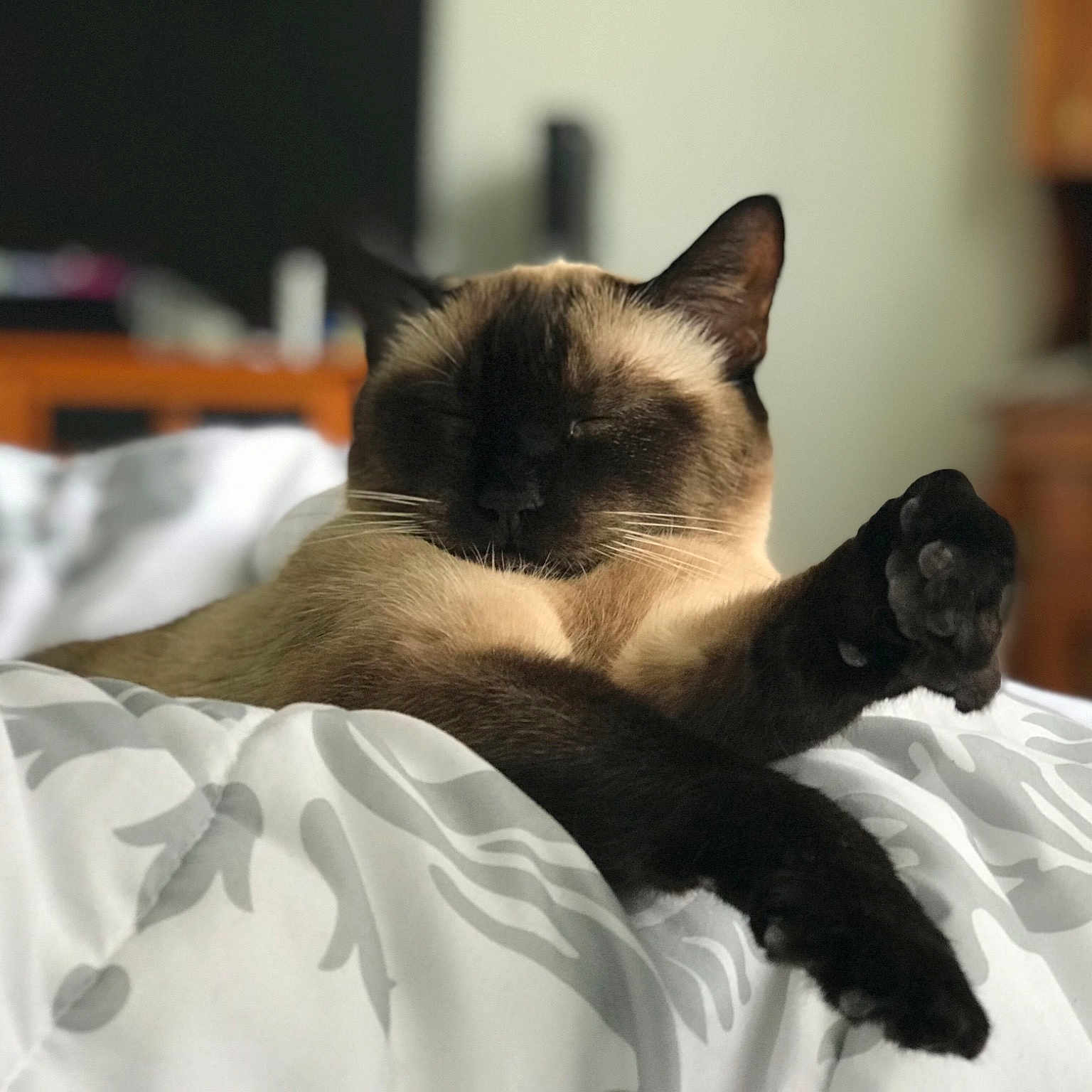 Cloe is registered to the contest to win money with this photo: asian, balinese, birman, burmese, carnivore, cat, fawn, felidae, furniture, himalayan, mammal, ragdoll, siamese, small_to_medium_sized_cats, snowshoe, thai, tonkinese, whiskers
