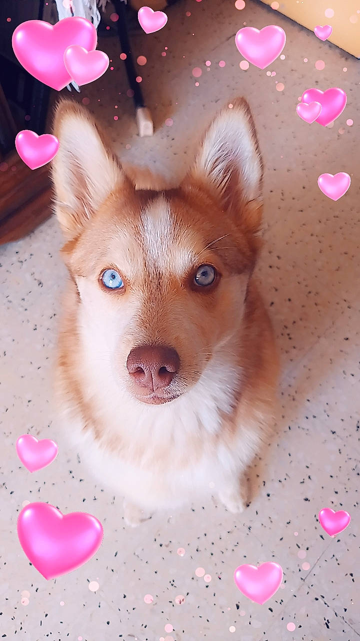 Ulyne participe au concours pour gagner de l'argent avec cette photo : ancient_dog_breeds, art, canidae, canis, carnivore, companion_dog, dog, dog_breed, dog_supply, fawn, fur, magenta, non_sporting_group, pink, snout, spitz, sporting_group, terrestrial_animal, whiskers, working_animal