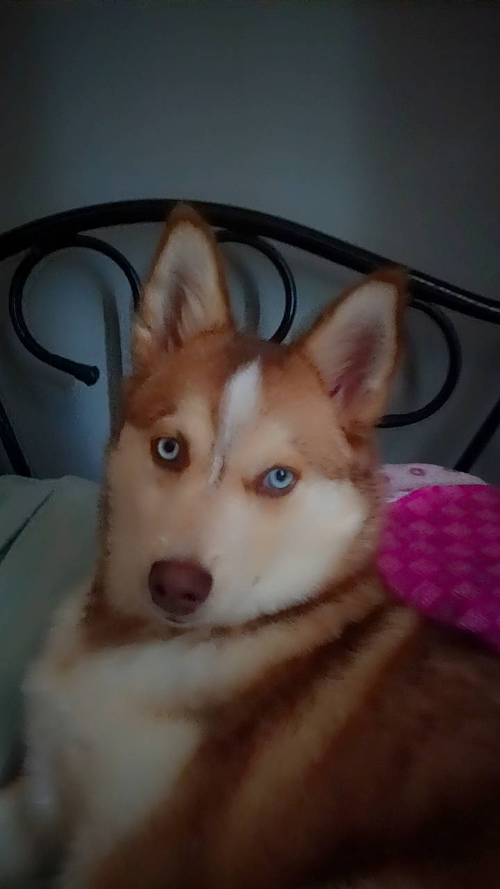 Ulyne participe au concours pour gagner de l'argent avec cette photo : canidae, carnivore, comfort, companion_dog, dog, dog_breed, dog_supply, ear, eye, fawn, fur, head, jaw, non_sporting_group, snout, spitz, sporting_group, whiskers, wood, working_animal