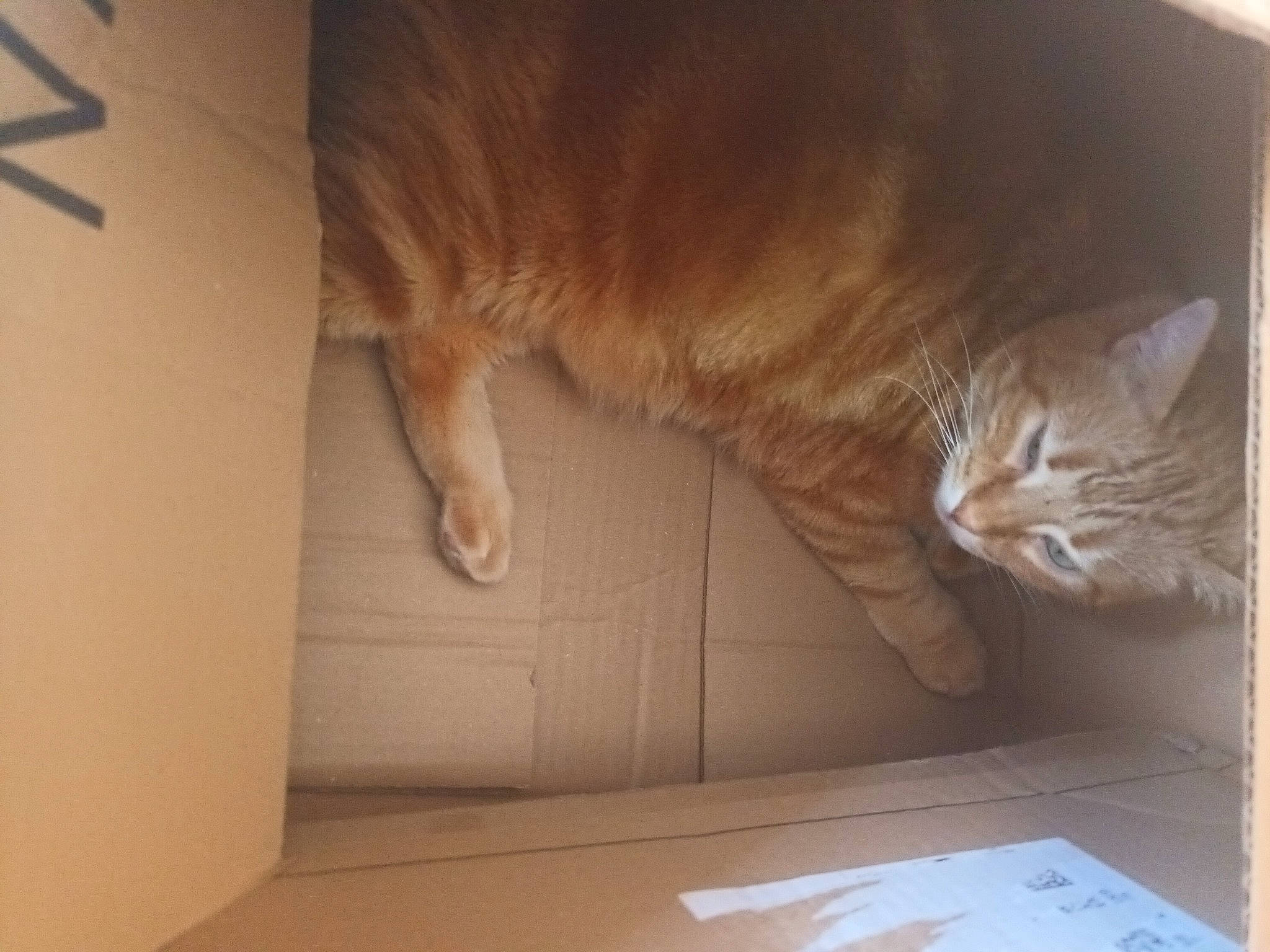 Halloween participe au concours pour gagner de l'argent avec cette photo : box, brown, cardboard, carnivore, cat, comfort, domestic_short_haired_cat, fawn, felidae, flooring, fur, hardwood, nap, room, small_to_medium_sized_cats, snout, tail, whiskers, window, wood