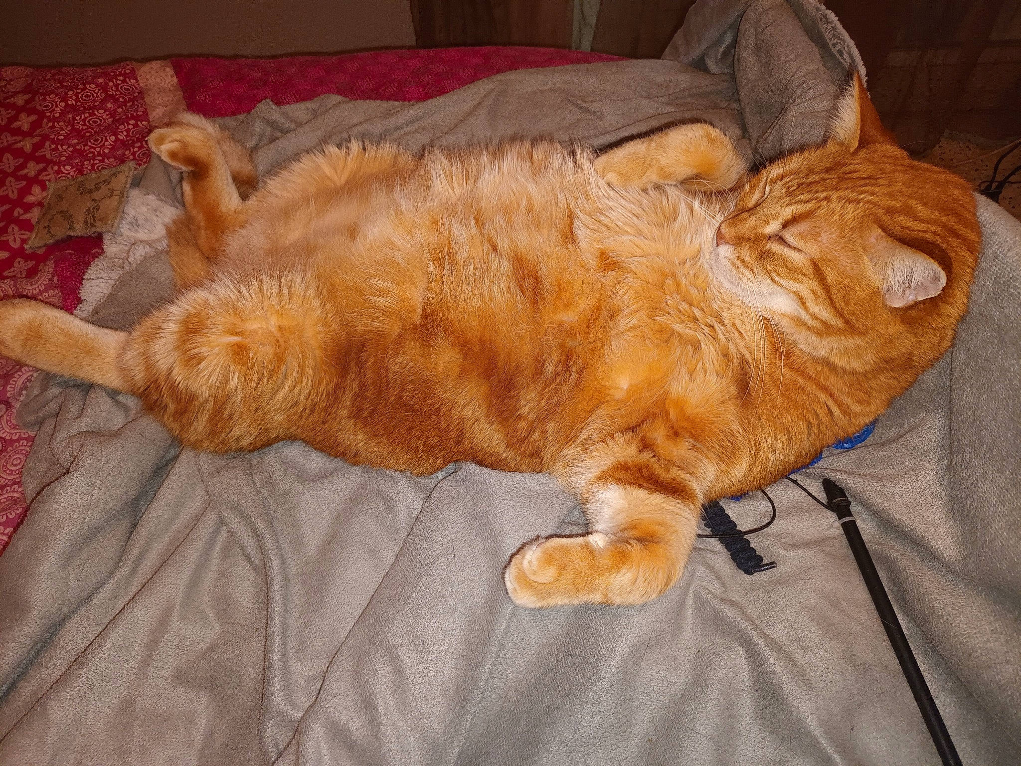 Halloween a rejoint le concours — aidez-le/la à gagner de superbes lots ! bed, canidae, carnivore, cat, claw, comfort, dog_breed, duvet, fawn, felidae, fur, nap, paw, sleep, small_to_medium_sized_cats, snout, sporting_group, tail, terrestrial_animal, whiskers