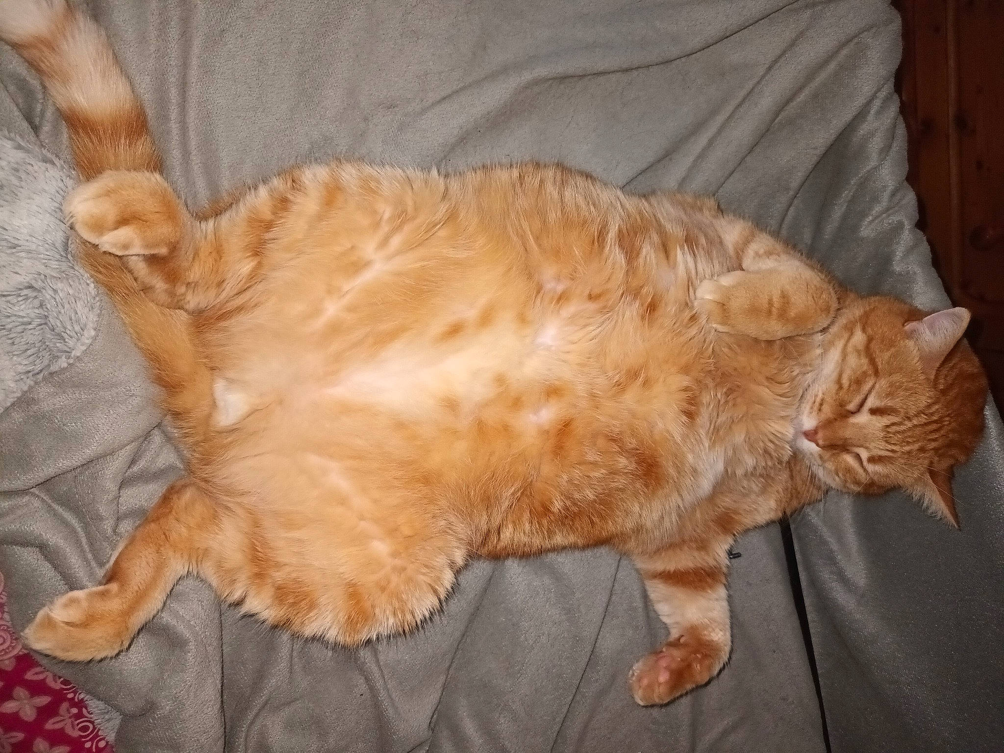 Halloween a rejoint le concours — aidez-le/la à gagner de superbes lots ! canidae, carnivore, cat, claw, comfort, companion_dog, dog_breed, domestic_short_haired_cat, fawn, felidae, fur, liver, paw, small_to_medium_sized_cats, snout, sporting_group, tail, terrestrial_animal, whiskers, wood