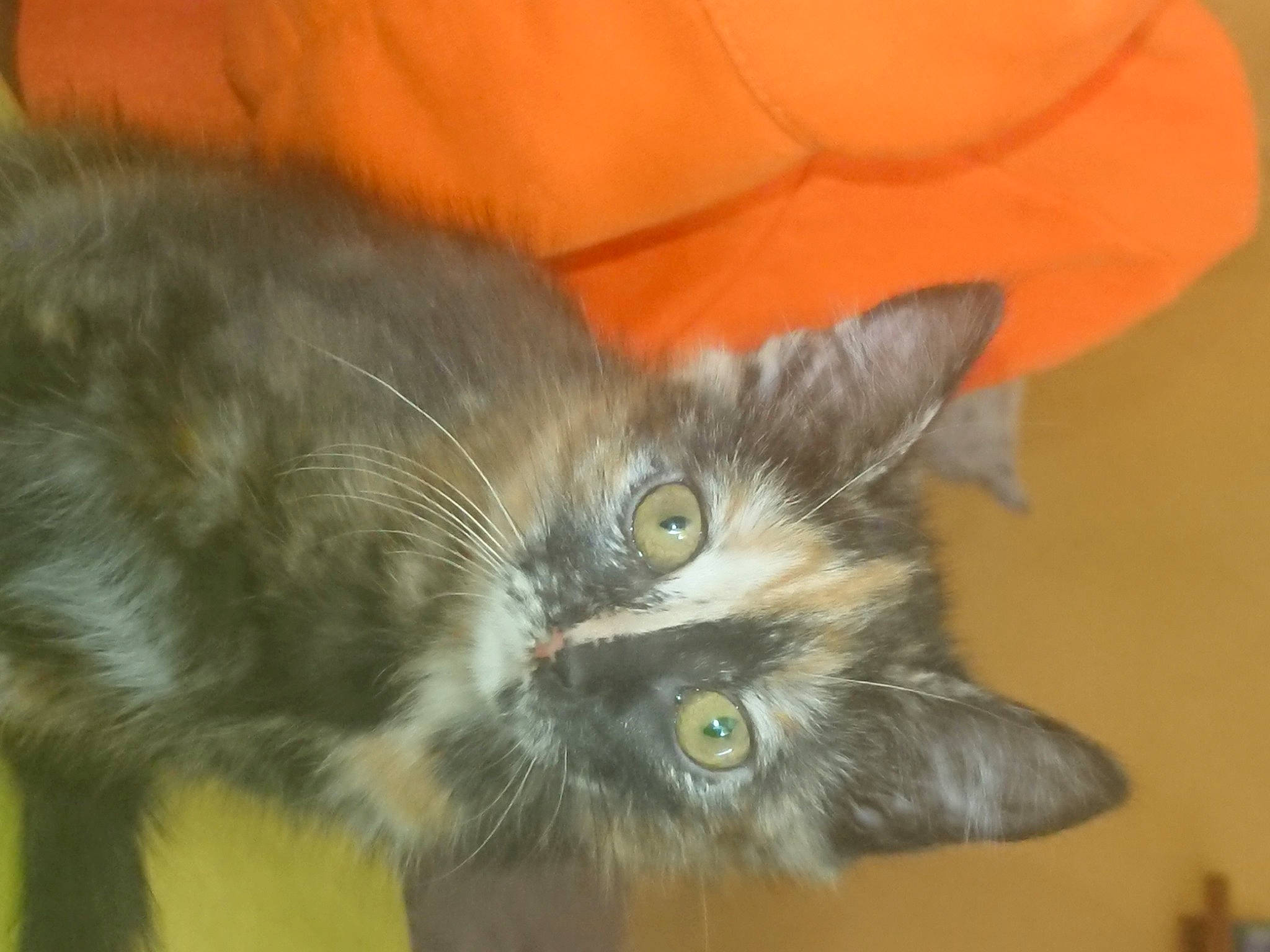 Tortillas a rejoint le concours — aidez-le/la à gagner de superbes lots ! black_cat, carnivore, cat, claw, comfort, domestic_short_haired_cat, ear, eye, fawn, felidae, fur, head, paw, plant, small_to_medium_sized_cats, snout, tail, terrestrial_animal, whiskers, wildlife