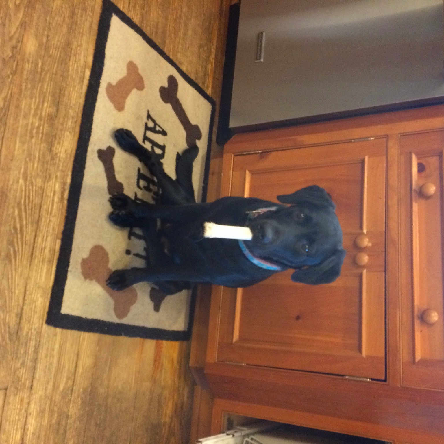 Gracie joined the competition — help win amazing prizes! art, brown, door, door_handle, flooring, font, handwriting, hardwood, home_door, plank, plywood, room, varnish, window, wood, wood_flooring, wood_stain, wrist