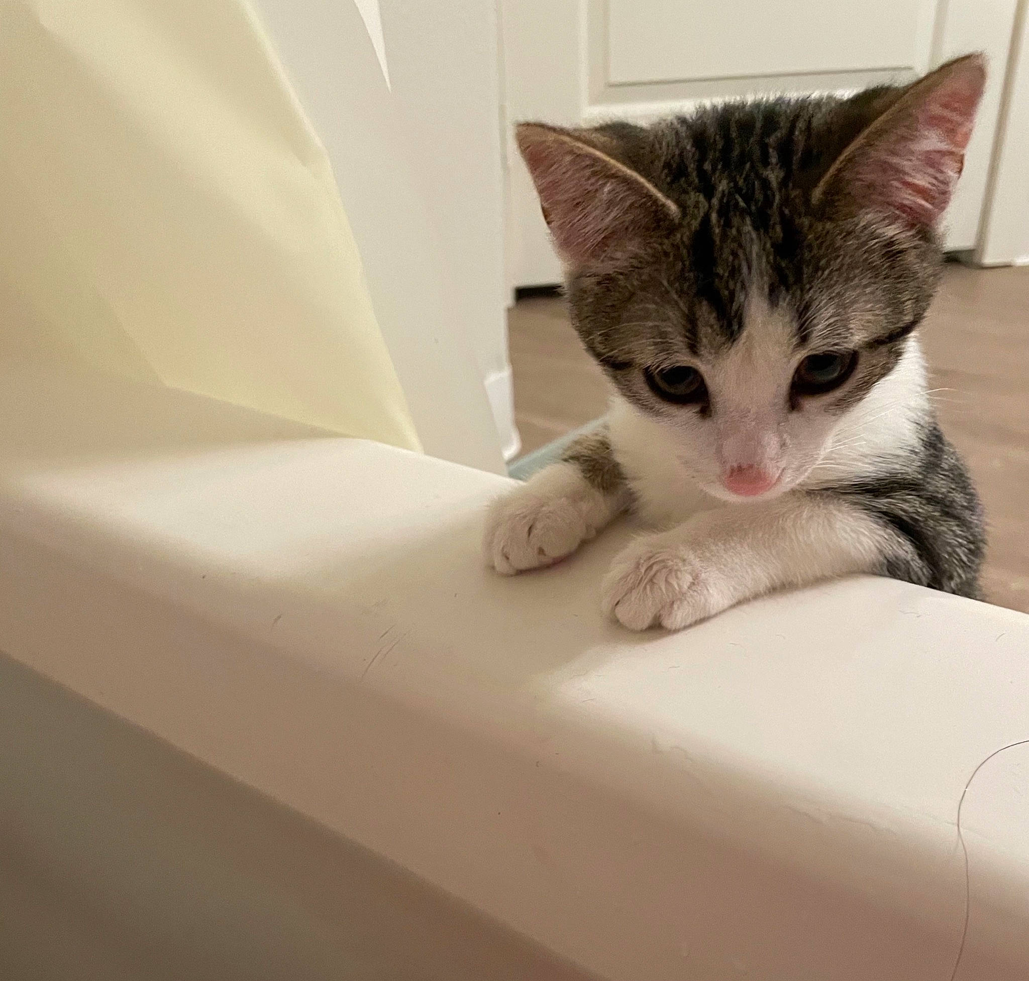 Olive joined the competition — help win amazing prizes! box, carnivore, cat, claw, comfort, domestic_short_haired_cat, eye, felidae, fur, linens, paw, room, sitting, small_to_medium_sized_cats, snout, tail, whiskers, window