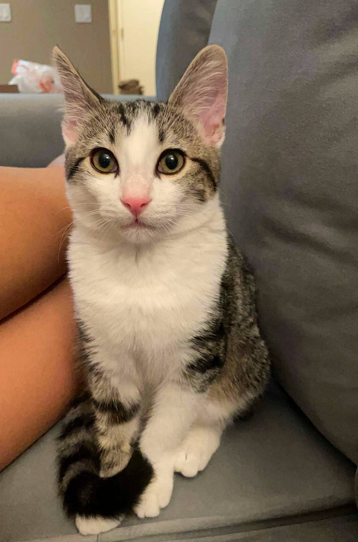 Olive is registered to the contest to win money with this photo: box, carnivore, cat, comfort, couch, domestic_short_haired_cat, eye, felidae, foot, fur, paw, photo_caption, sitting, small_to_medium_sized_cats, snout, tail, whiskers