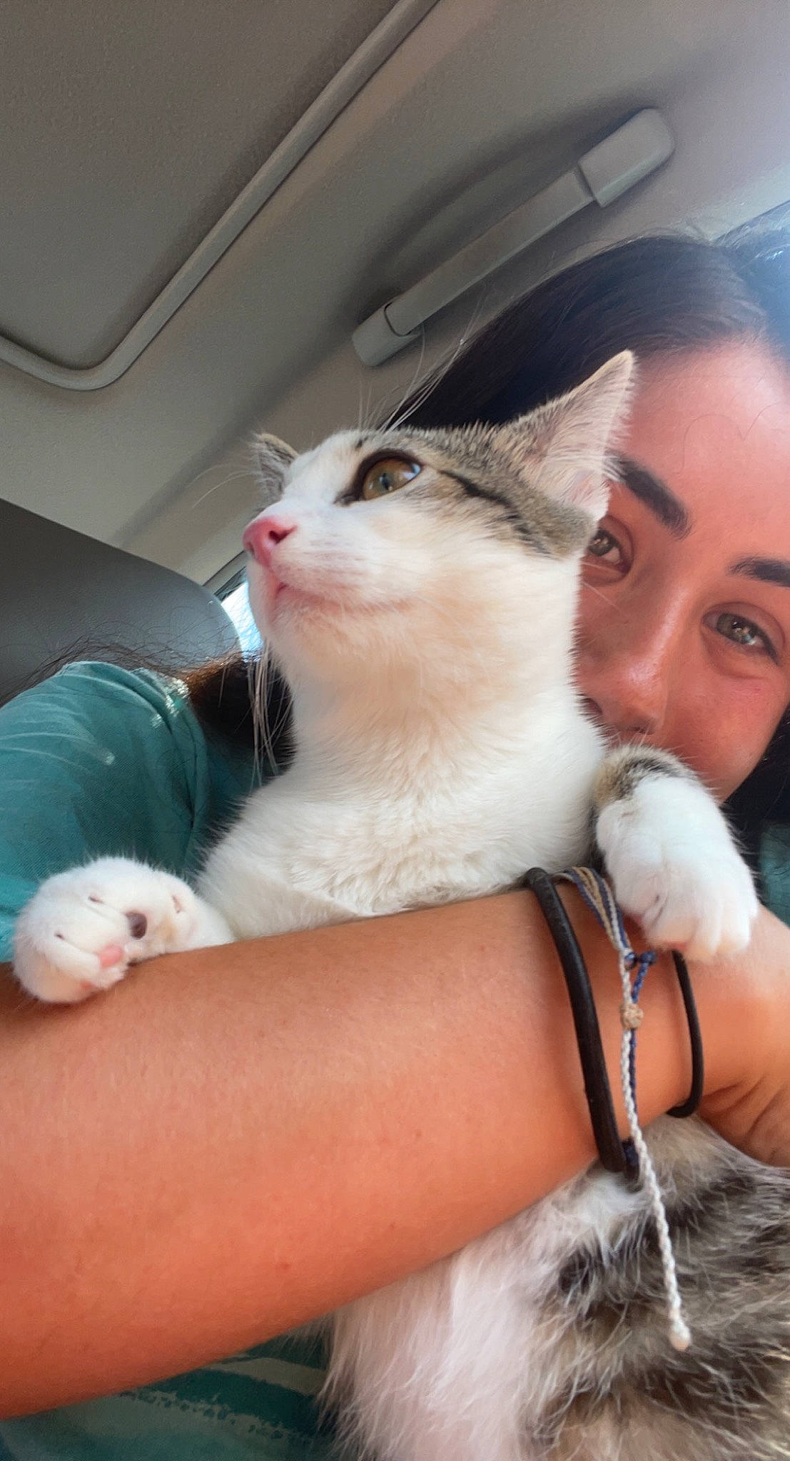 Olive is registered to the contest to win money with this photo: abdomen, carnivore, cat, child, comfort, domestic_short_haired_cat, eyelash, fawn, felidae, finger, fur, gesture, hand, lap, nail, nose, small_to_medium_sized_cats, snout, thumb, whiskers