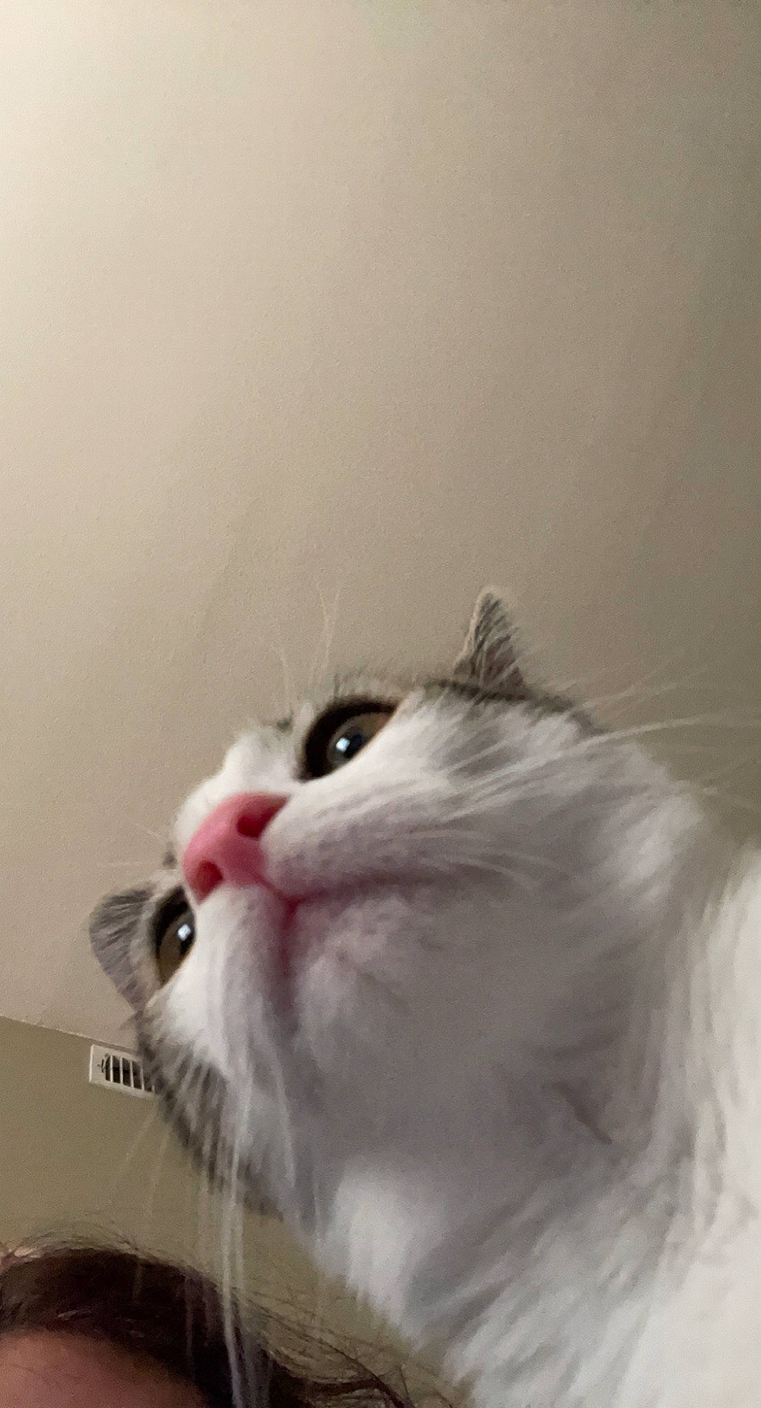 Olive is registered to the contest to win money with this photo: carnivore, cat, domestic_short_haired_cat, fang, felidae, fur, small_to_medium_sized_cats, snout, vertebrate, whiskers, window